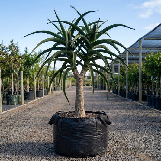 Tree Aloe - Aloe barberae