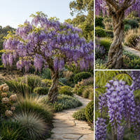 Tree Wisteria - Bolusanthus speciosus