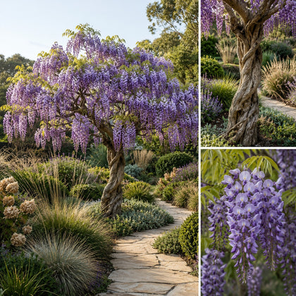 Tree Wisteria - Bolusanthus speciosus