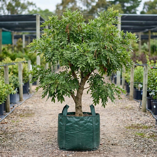 Tree Wisteria - Bolusanthus speciosus