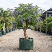 Tree Wisteria - Bolusanthus speciosus