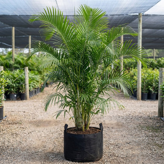 Triandra Palm - Areca triandra