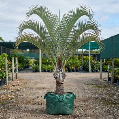 Triangle Palm - Dypsis decaryi