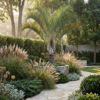 Triangle Palm - Dypsis decaryi