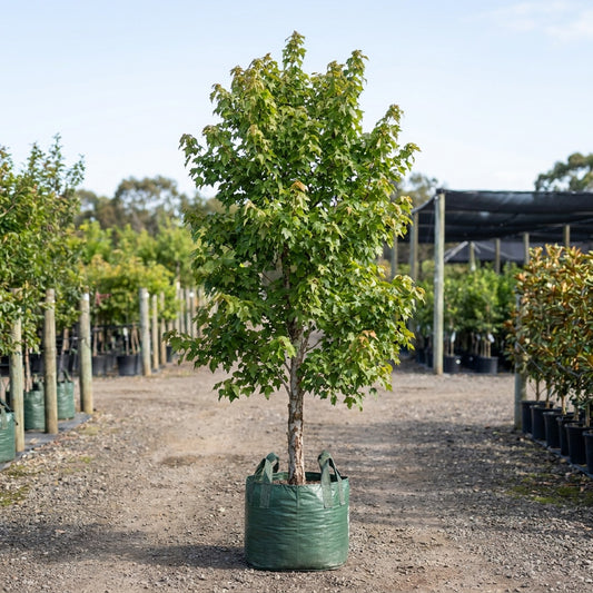 Trident Maple - Acer buergerianum