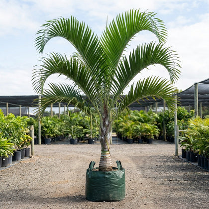 Triple Crown Palm - Dypsis prestoniana