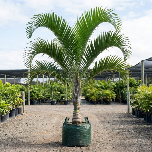 Triple Crown Palm - Dypsis prestoniana