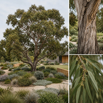 Tuart - Eucalyptus gomphocephala