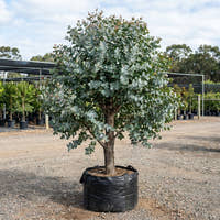 Tuart - Eucalyptus gomphocephala