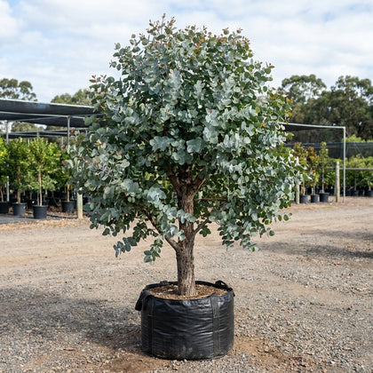 Tuart - Eucalyptus gomphocephala