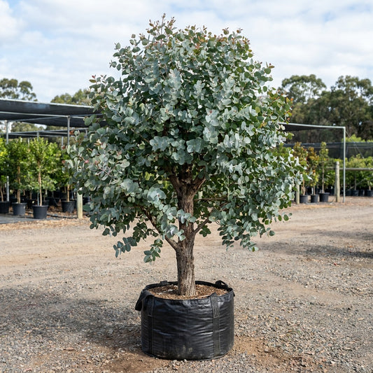 Tuart - Eucalyptus gomphocephala
