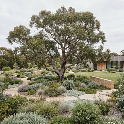 Tuart - Eucalyptus gomphocephala