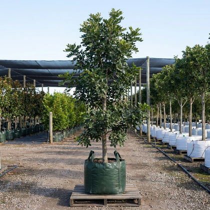 Tuckeroo Tree - Cupaniopsis anacardioides