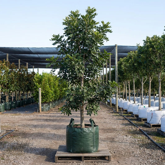 Tuckeroo Tree - Cupaniopsis anacardioides