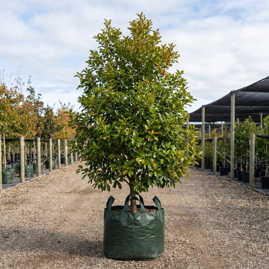 Tupelo Tree - Nyssa sylvatica