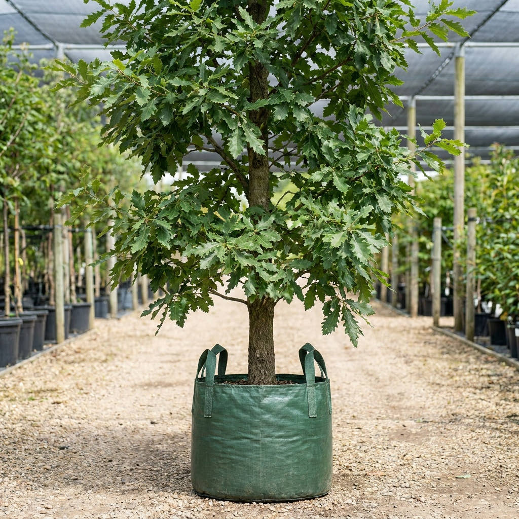 Turkey Oak - Quercus cerris