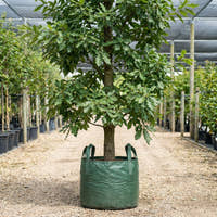 Turkey Oak - Quercus cerris