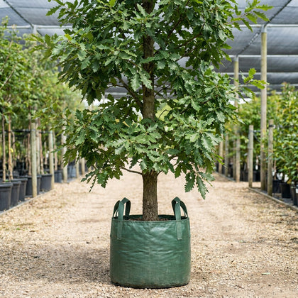 Turkey Oak - Quercus cerris