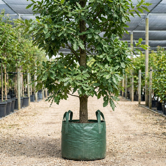 Turkey Oak - Quercus cerris