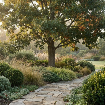 Turkey Oak - Quercus cerris