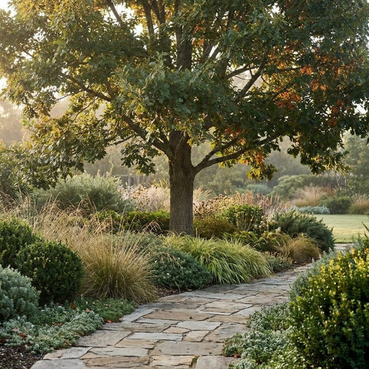 Turkey Oak - Quercus cerris