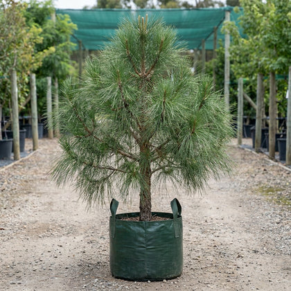 Turkish Pine - Pinus brutia