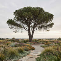 Turkish Pine - Pinus brutia