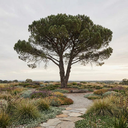 Turkish Pine - Pinus brutia