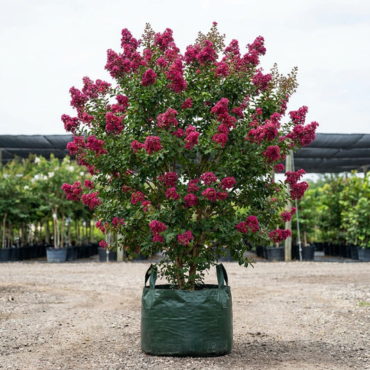 Tuscarora Crepe Myrtle - Lagerstroemia 'Tuscarora'