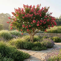 Tuscarora Crepe Myrtle - Lagerstroemia ‘Tuscarora’