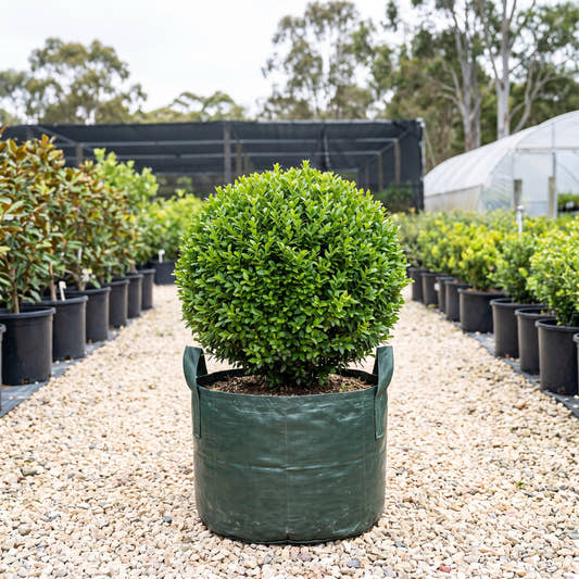Shaggy Box - Buxus bodinieri