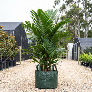 Ivory Cane Palm - Pinanga coronata