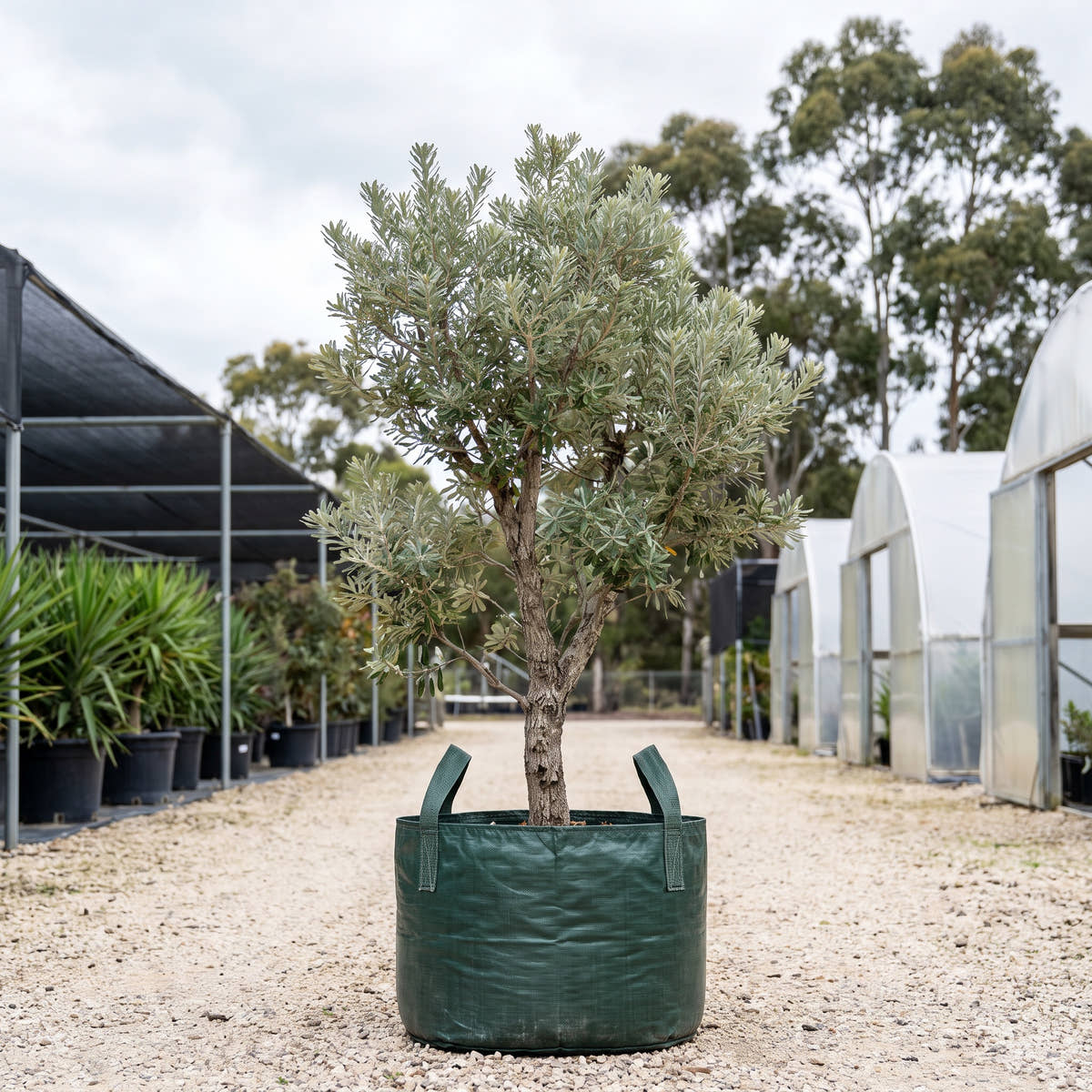 Southern Peninsula Silver Banksia - Banksia marginata ‘Southern Peninsula’