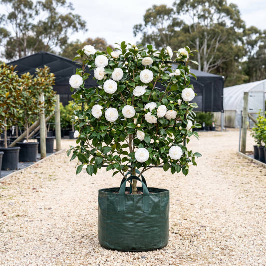 Pope John XXIII Camellia (Espalier) - Camellia japonica ‘Pope John XXIII’