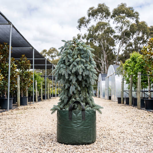 The Blues Blue Spruce - Picea pungens ‘The Blues’