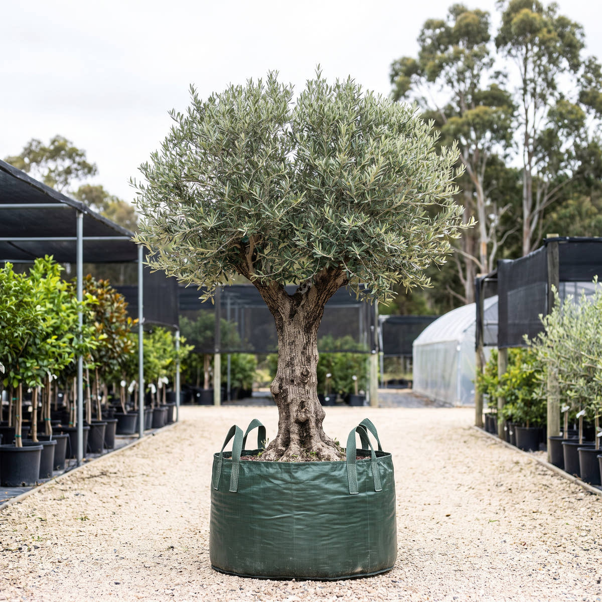Olive (Standard) - Olea europaea