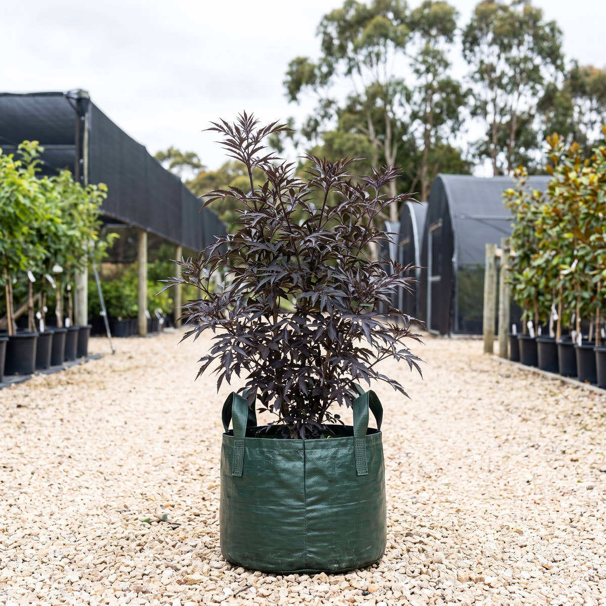 Black Lace Elderberry - Sambucus nigra ‘Black Lace’