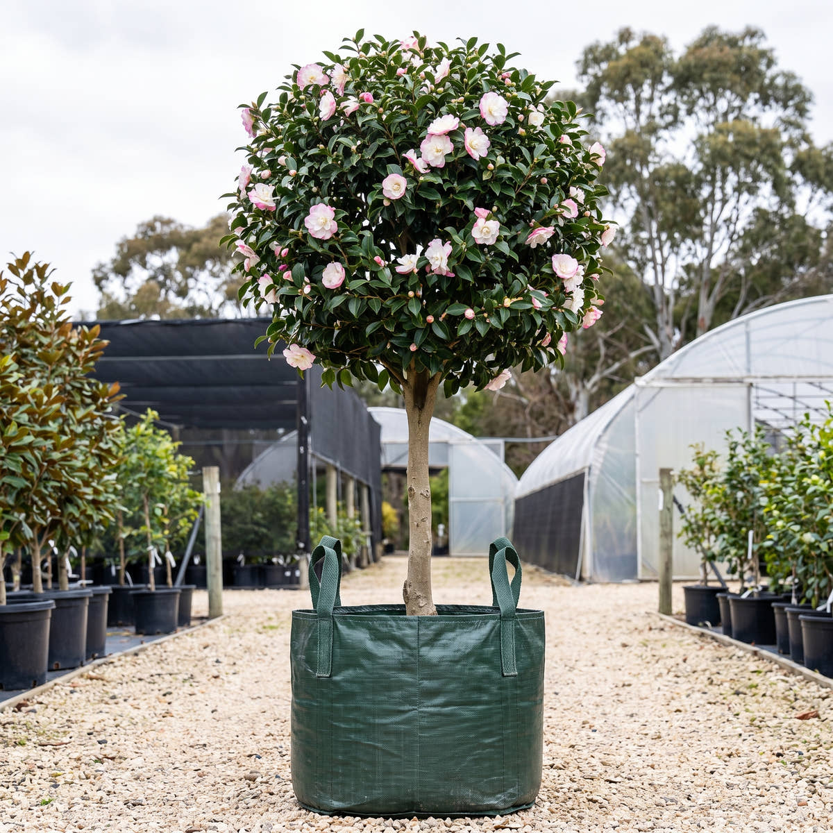 Pure Silk Camellia (Standard) - Camellia sasanqua ‘Pure Silk’
