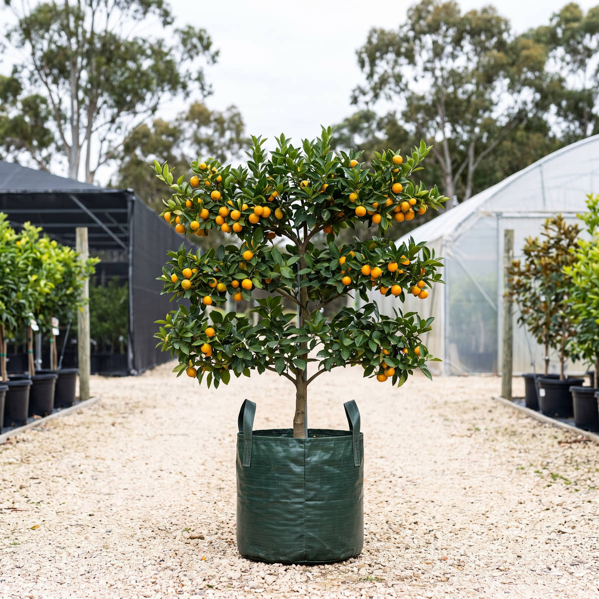 Calamondin (Espalier) - Citrus x microcarpa