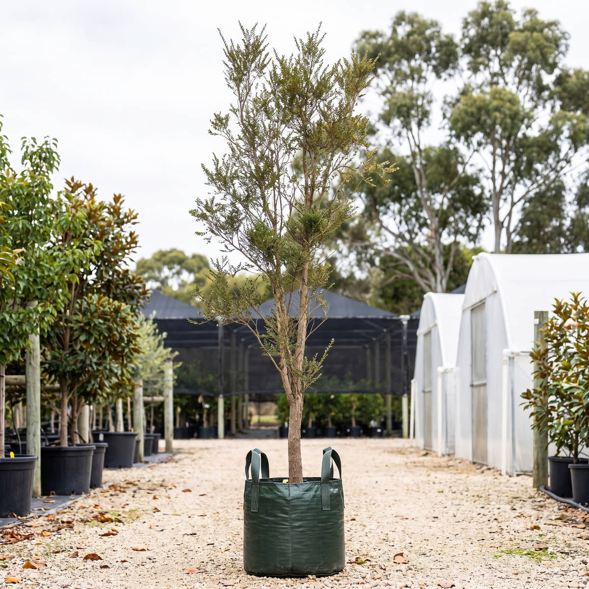 Boxleaf Azara - Azara microphylla