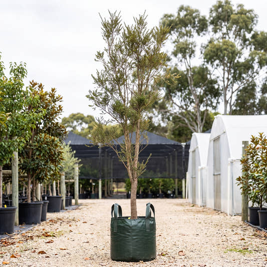 Boxleaf Azara - Azara microphylla