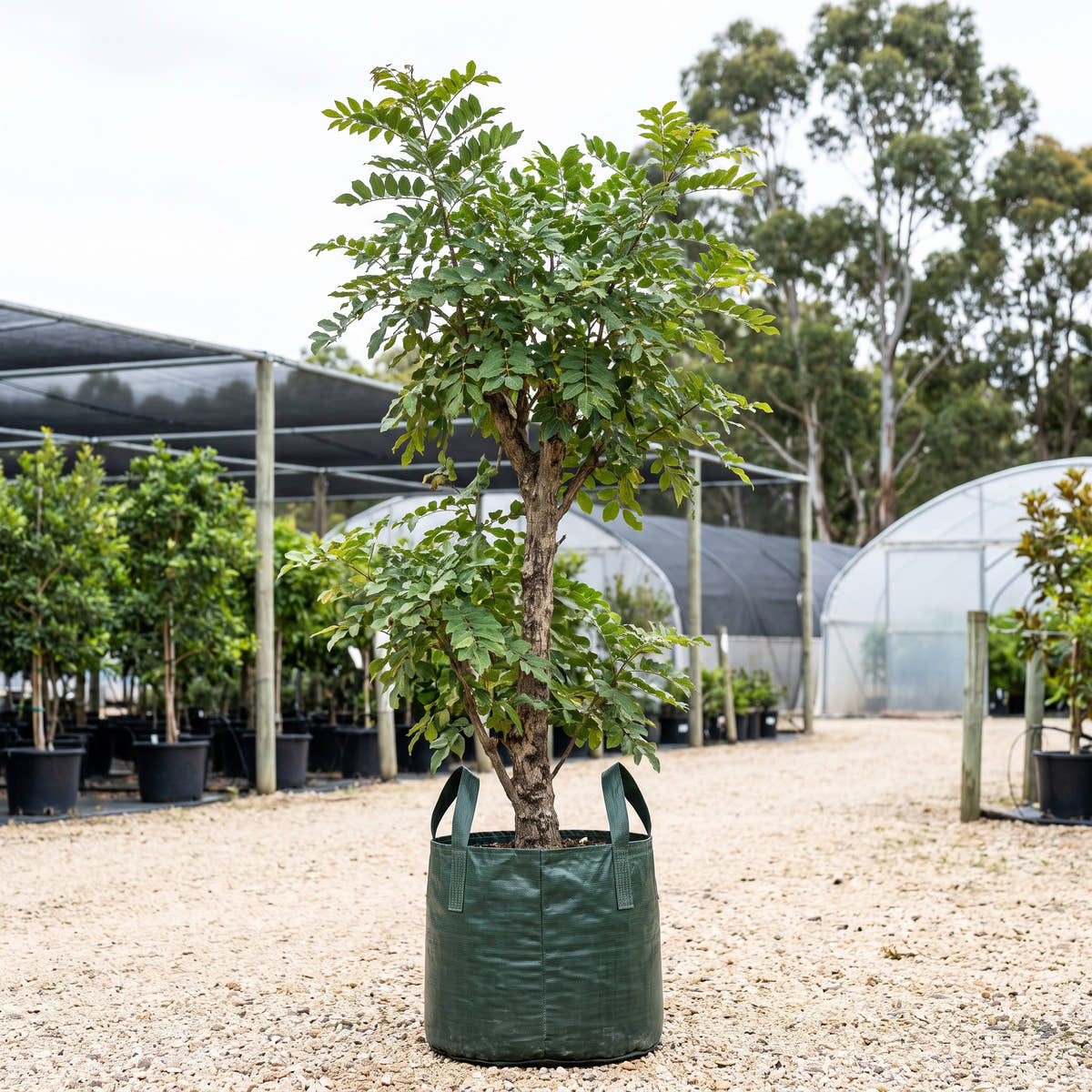 Indian Beech - Pongamia pinnata