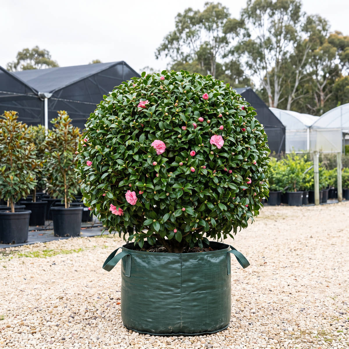 Betty Ridley Camellia (Ball) - Camellia japonica ‘Betty Ridley’
