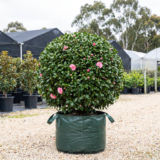 Betty Ridley Camellia (Ball) - Camellia japonica ‘Betty Ridley’