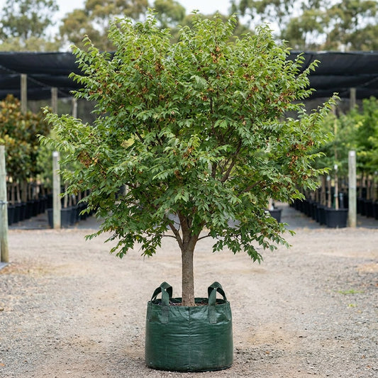 Chinese Elm - Ulmus parvifolia