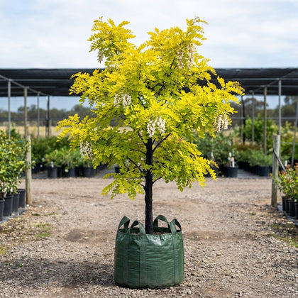 Umbraculifera Robinia - Robinia pseudoacacia ‘Umbraculifera’