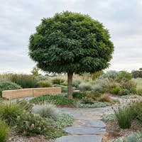 Umbraculifera Robinia - Robinia pseudoacacia ‘Umbraculifera’