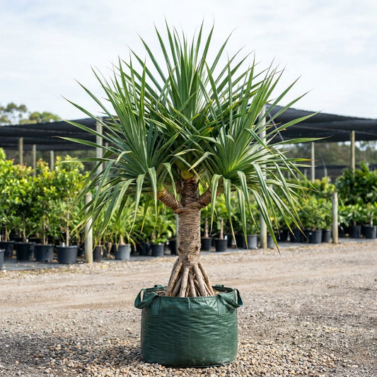 Unicorn Pandanus - Pandanus unicornutus