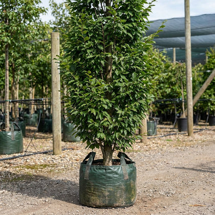 Upright Hornbeam - Carpinus betulus 'Fastigiata'