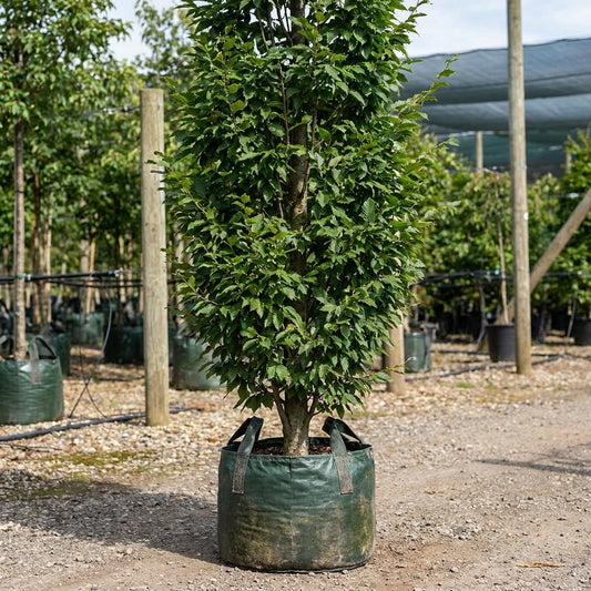 Upright Hornbeam - Carpinus betulus 'Fastigiata'